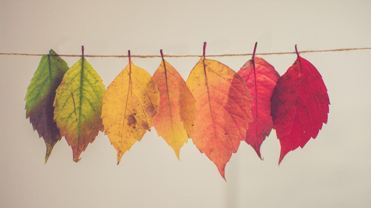 changing leaves colors