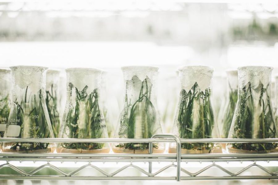 Experimental Plants In Glass Beakers