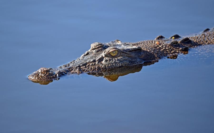 Alligator Lurking, Waiting To Attack