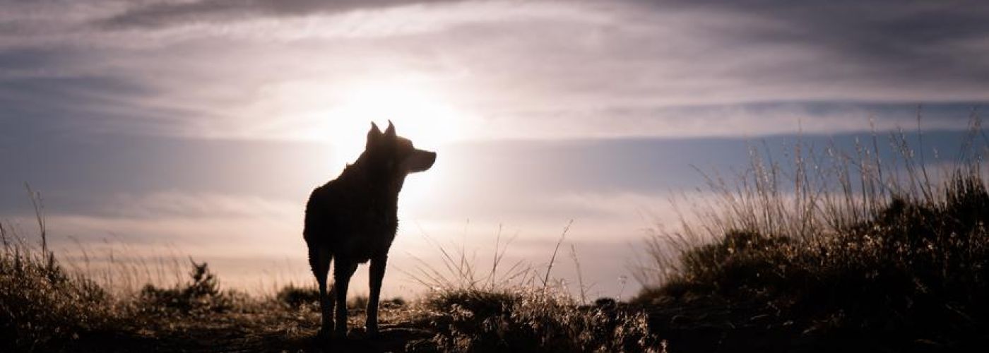 Wolf looking on the horizon