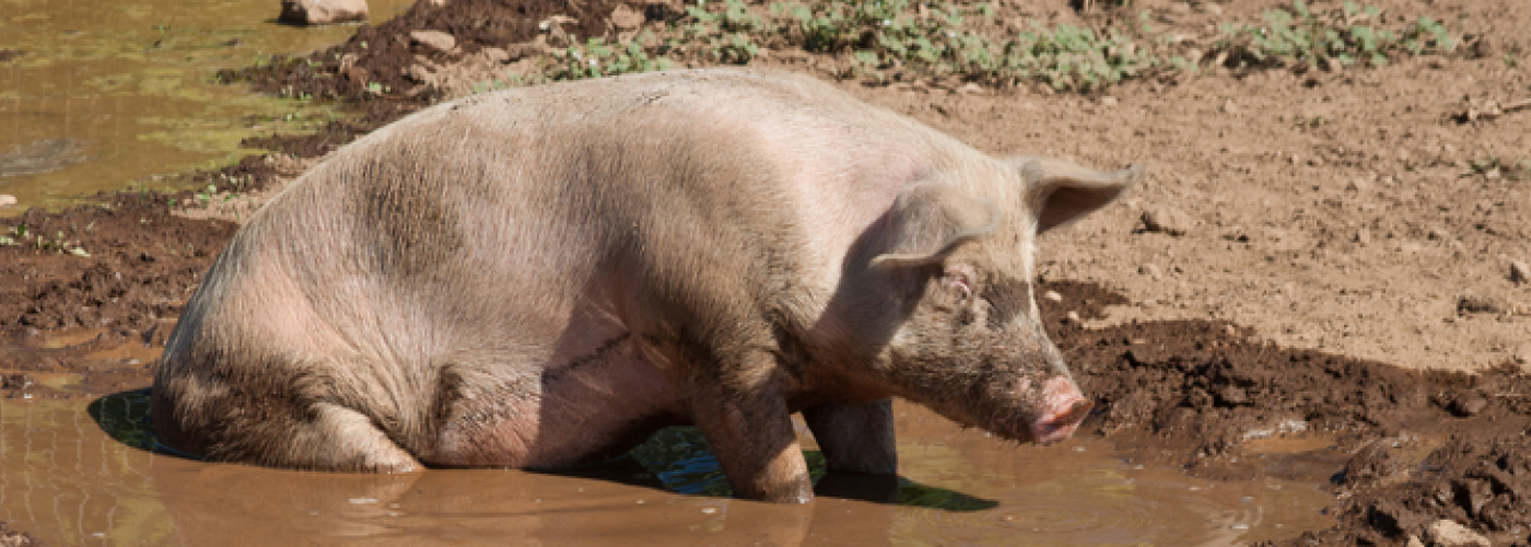 giant big in the mud