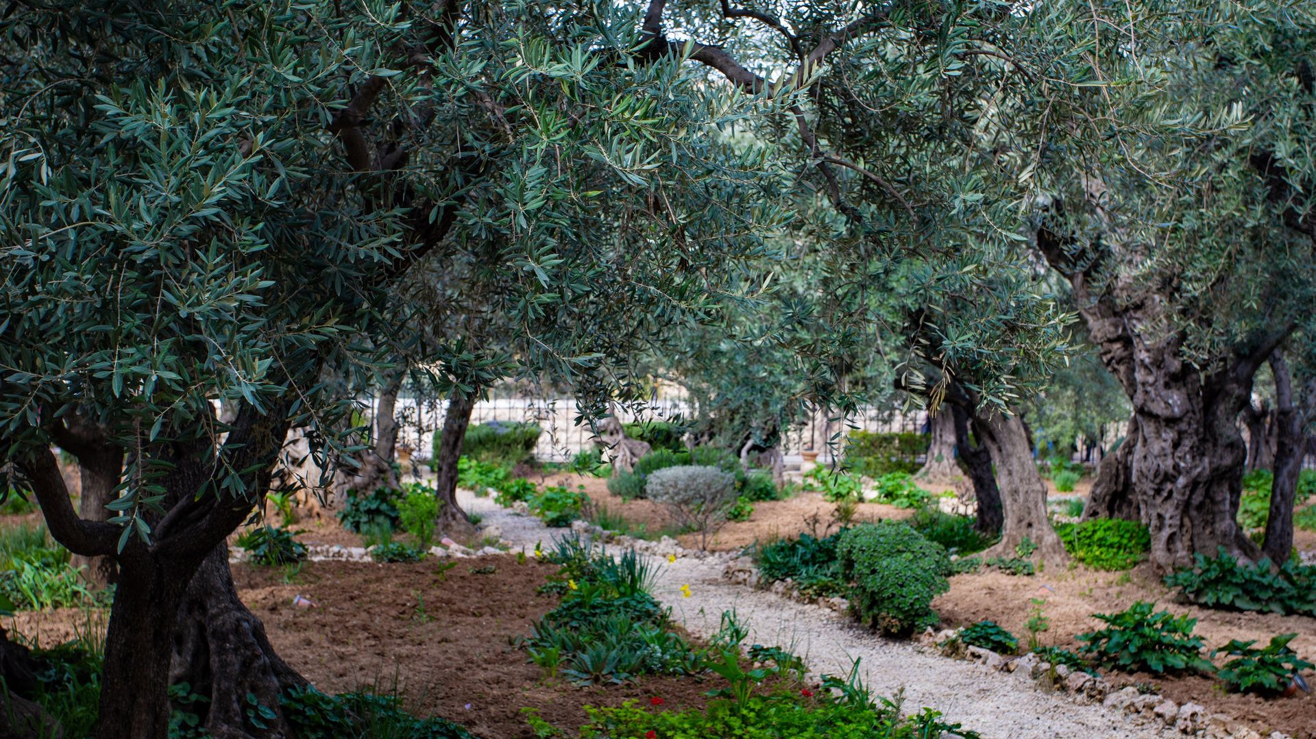 Garden of Gethsemane, Jerusalem, Israel