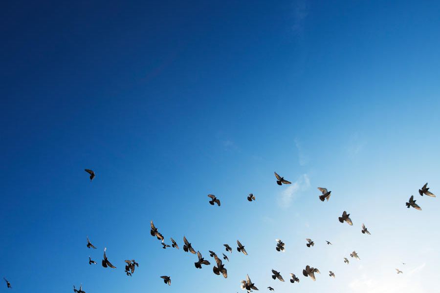 birds flocking in the blue sky