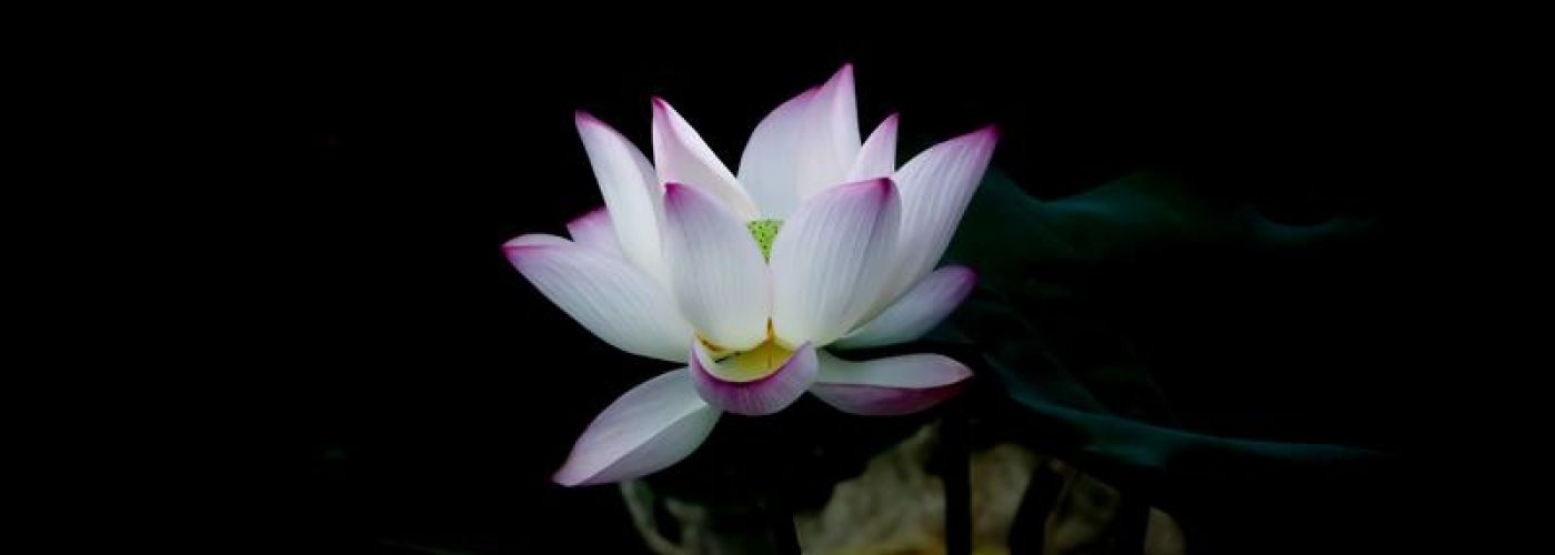 Blooming Flower against dark background