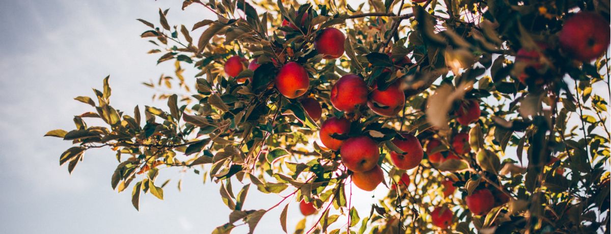 Red Apples Tree Outdoors