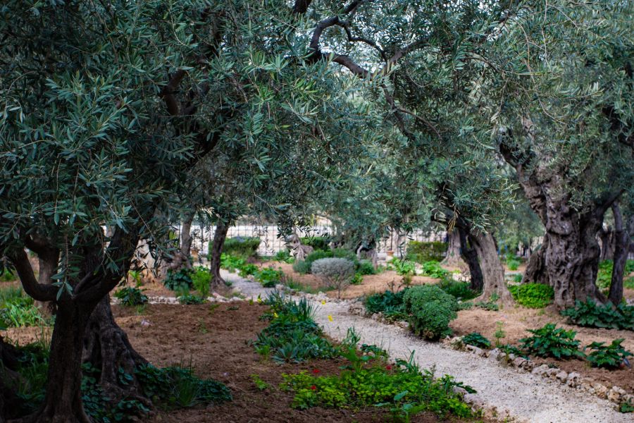 Garden of Gethsemane, Jerusalem, Israel