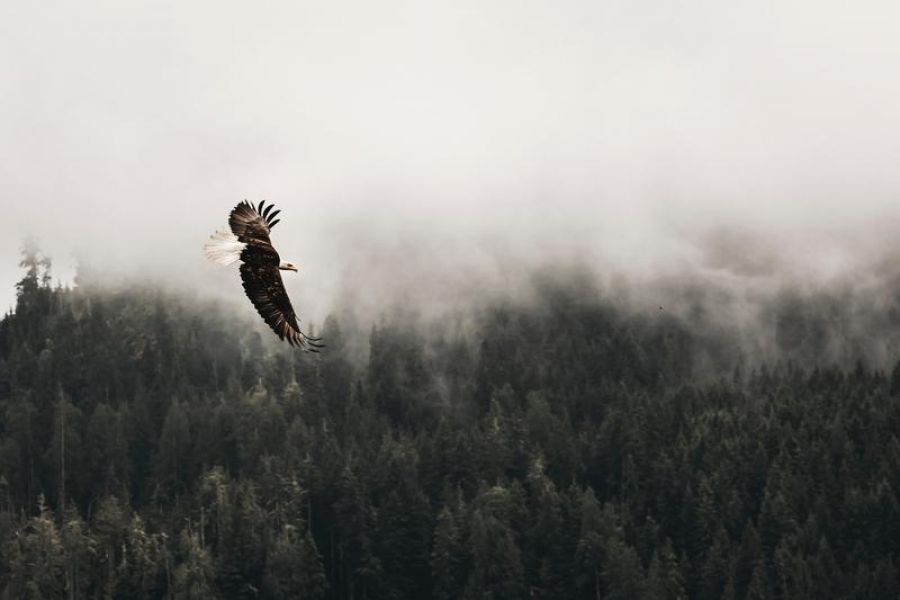 eagle flying over trees