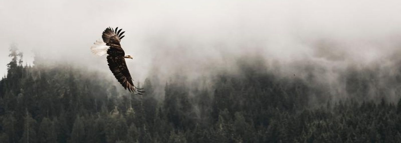 eagle flying over trees