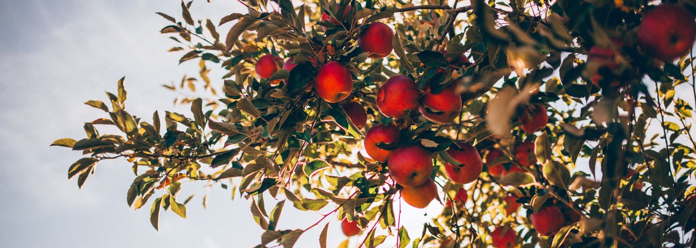 Red Apples Tree Outdoors