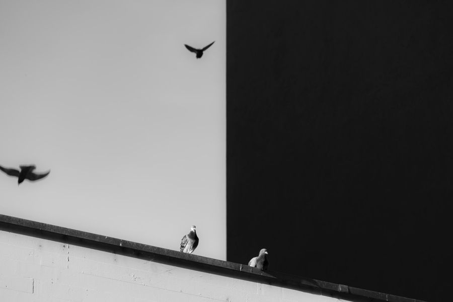 birds on a ledge, black and white